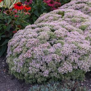 ROCK 'N ROUND™ PURE JOY SEDUM