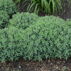 ROCK 'N ROUND™ PURE JOY SEDUM