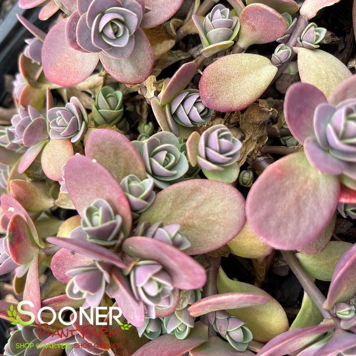 SUNSPARKLER® CHERRY TART SEDUM