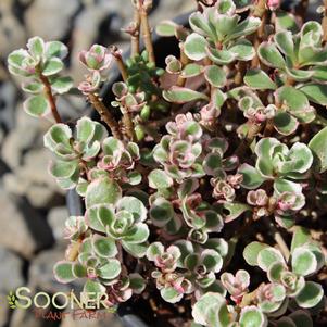 Sedum spurium 'Tricolor'