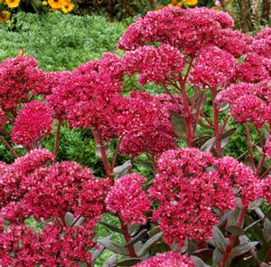 THUNDERHEAD SEDUM