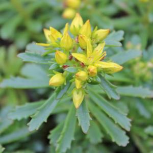 WEIHENSTEPHANER GOLD SEDUM