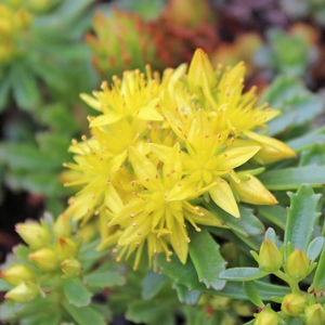 WEIHENSTEPHANER GOLD SEDUM