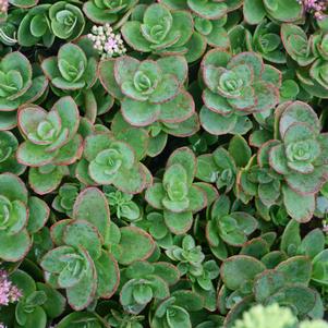 Sedum 'Lime Zinger'