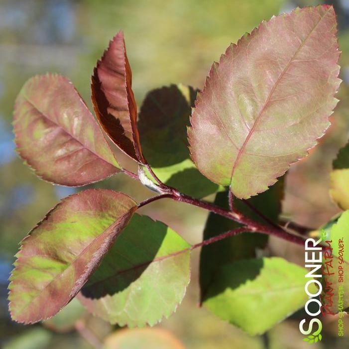 Fall Color - Image property of Sooner Plant Farm, Inc.