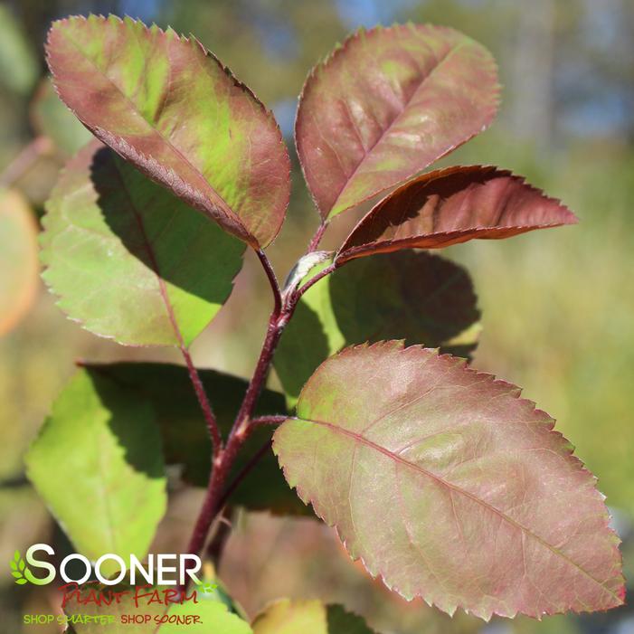 AUTUMN BRILLIANCE® SERVICEBERRY