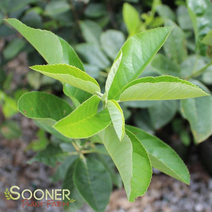 REGENT SERVICEBERRY