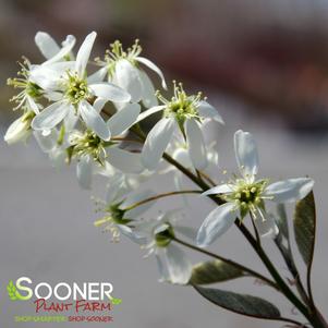 Amelanchier arborea x grandiflora 'Autumn Brilliance'