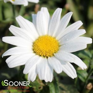 Leucanthemum superbum 'Daisy Duke'