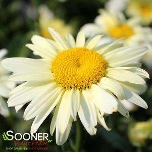 Leucanthemum superbum 'Banana Cream'