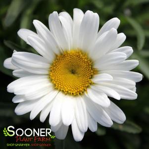 Leucanthemum x superbum 'Western Star Leo'