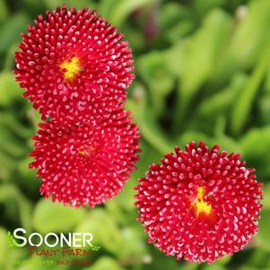 Bellis perennis 'Pomponette'