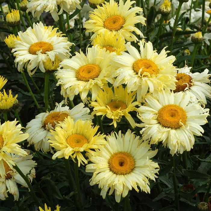 Courtesy of Terra nova Nurseries