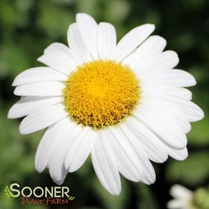 Leucanthemum x superbum 'Becky'