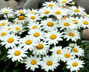 SNOWBOUND SHASTA DAISY