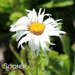 Leucanthemum superbum 'Ice Cream Dream'