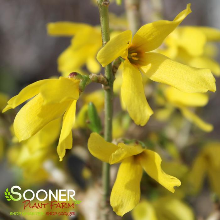 SHOW OFF® SUGAR BABY® FORSYTHIA