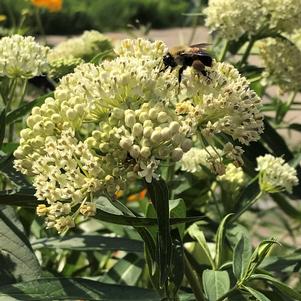 Asclepias incarnata 'Ice Ballet'