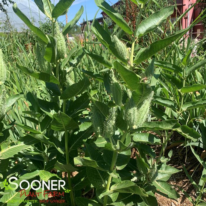 Image Property of Sooner Plant Farm, Inc.