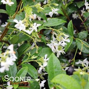 Trachelospermum jasminoides 'Madison'