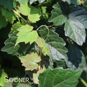 Parthenocissus tricuspidata ''