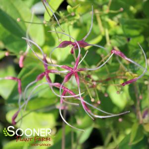 Clematis paniculata ''