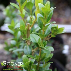 Buxus sempervirens 'Dee Runk'