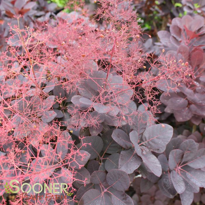 ROYAL PURPLE SMOKETREE