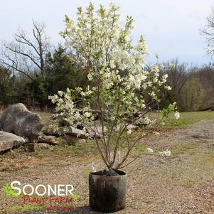 Exochorda x macrantha 'Bailmoon'