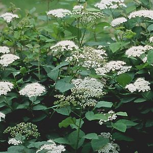 SNOW STORM™ SPIRAEA