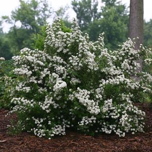 Spiraea nipponica 'SMNSNFD'