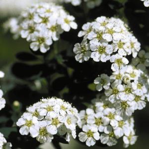 SNOWMOUND SPIRAEA