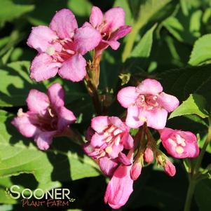 Weigela florida 'VUKOZLyra'