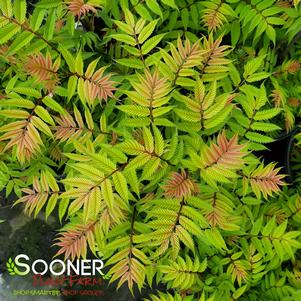 Sorbaria sorbifolia 'Sem'