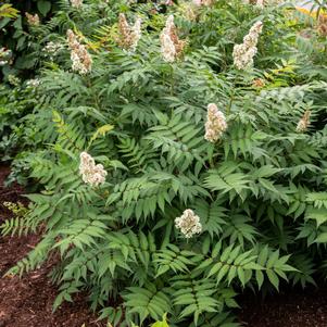 Sorbaria sorbifolia 'Bococot'