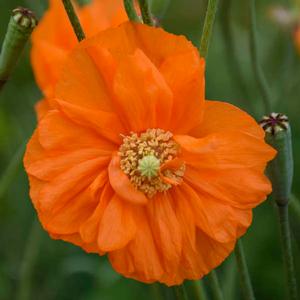 DOUBLE TANGERINE GEM SPANISH POPPY