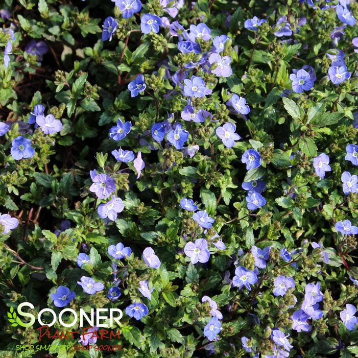 GEORGIA BLUE SPEEDWELL