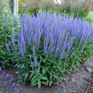 Veronica x 'Blue Skywalker'