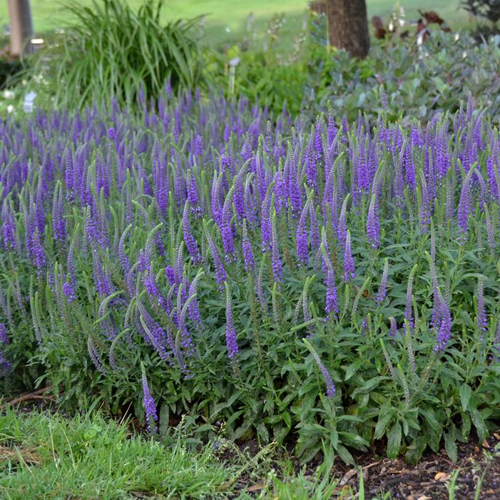 HOCUS POCUS SPEEDWELL