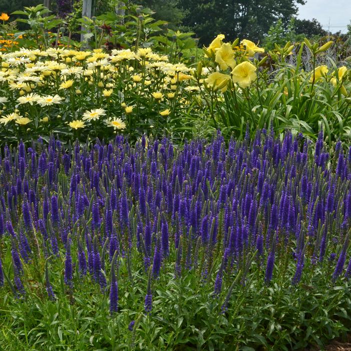 HOCUS POCUS SPEEDWELL