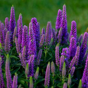 MAGIC SHOW® PURPLE ILLUSION SPEEDWELL