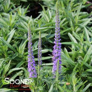 Veronica spicata 'Novaversky'