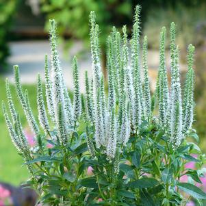 Veronica spicata 'Joca128'