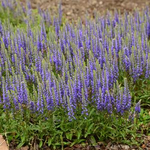 Veronica x 'Blue Sprite'