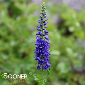 SUNNY BORDER BLUE SPEEDWELL