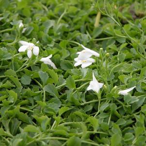 Mazus reptans 'Alba'