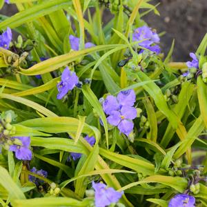 CHARLOTTE'S WEB SPIDERWORT