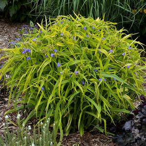 CHARLOTTE'S WEB SPIDERWORT