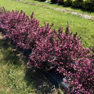 Weigela florida 'SMNWFDFPD'