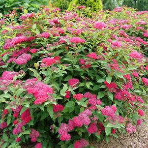 Spiraea japonica 'NCSX2'